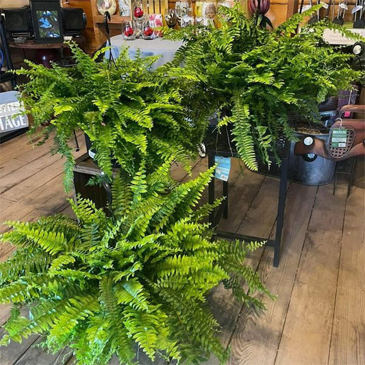 UV Resistant Lifelike Artificial Boston Fern